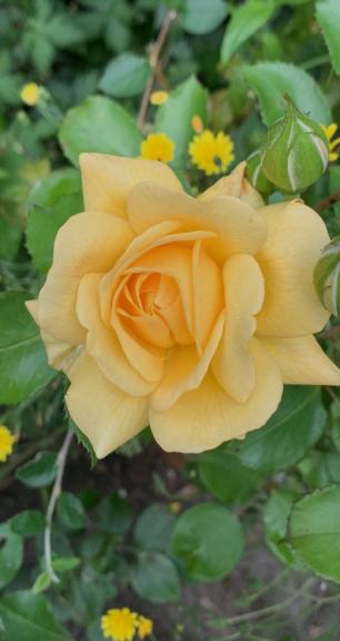 Gele roos